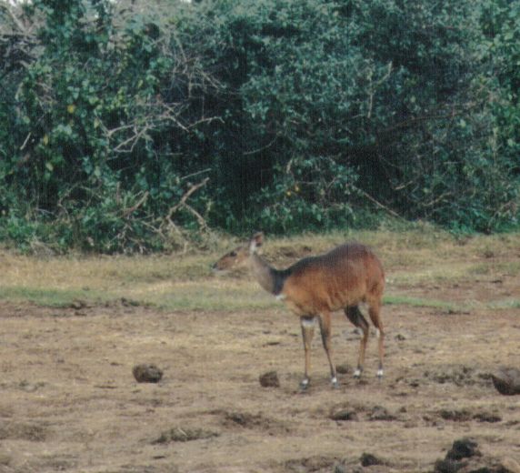 Dn-a0019-Sitatunga Antelope-by Darren New.jpg