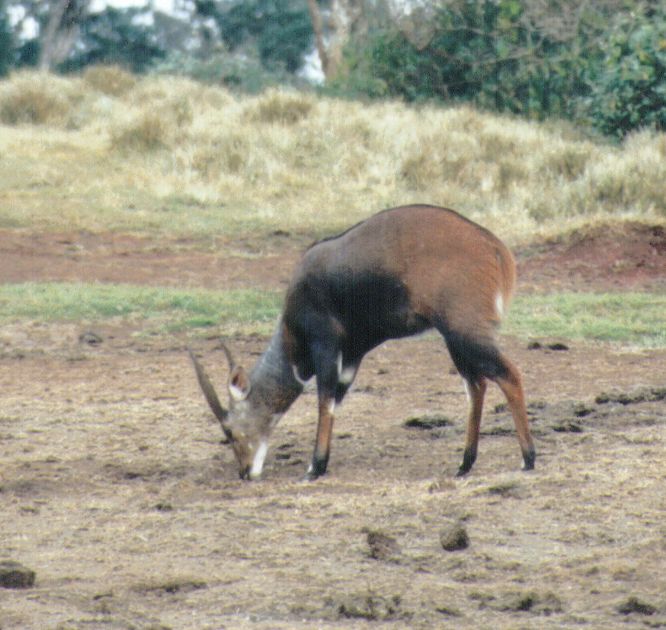 Dn-a0021-Sitatunga Antelope-by Darren New.jpg