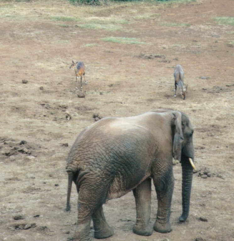 Dn-a0022-Elephant and Sitatunga-by Darren New.jpg
