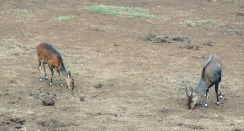 Dn-a0023-Sitatunga Antelopes-by Darren New.jpg