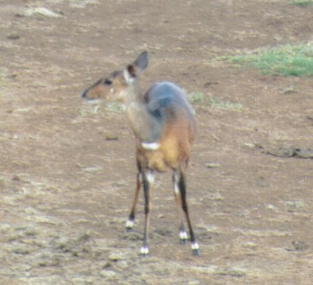 Dn-a0024-Sitatunga Antelope-by Darren New.jpg