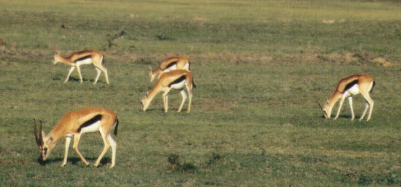Dn-a0029-Thomson s Gazelle Antelopes-by Darren New.jpg