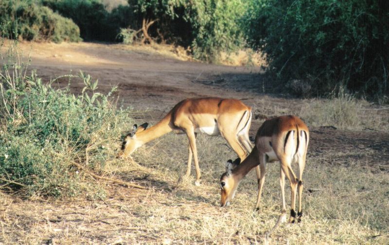 Dn-a0030-Impala Antelopes-by Darren New.jpg