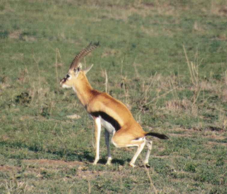 Dn-a0031-Thomson s Gazelle Antelopes-by Darren New.jpg