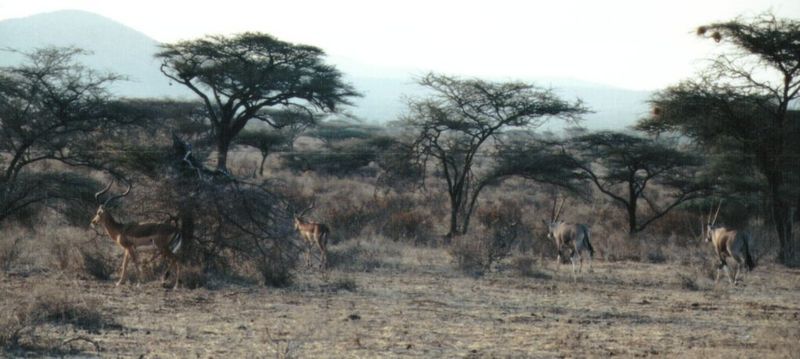 Dn-a0037-Grant s Gazelles and Arabian Oryxes-by Darren New.jpg