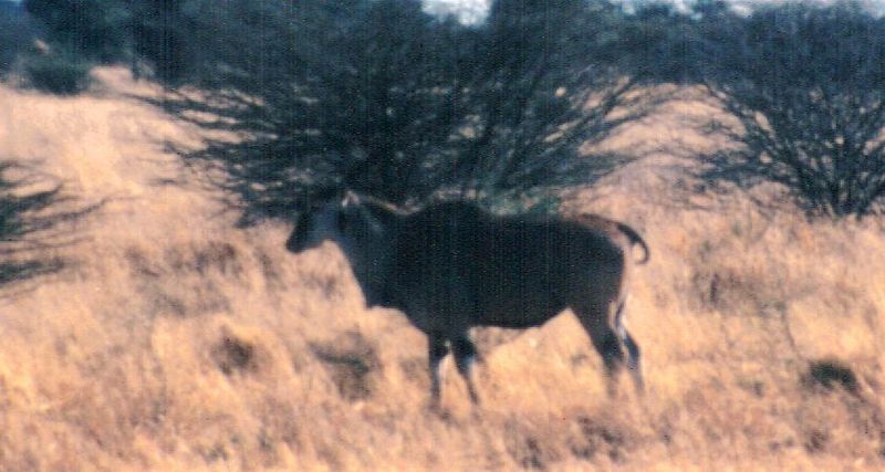 Dn-a0038-Eland Antelopes-by Darren New.jpg
