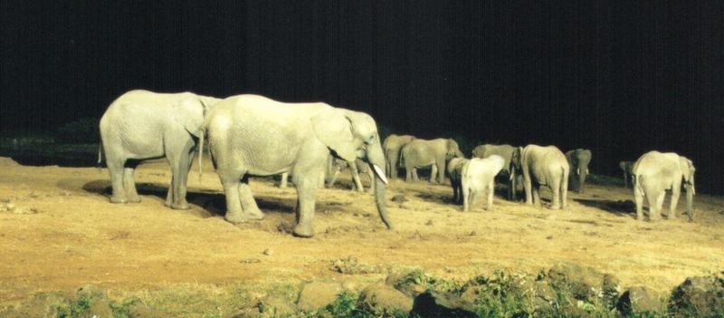 Dn-a0043-African Elephants at night-by Darren New.jpg