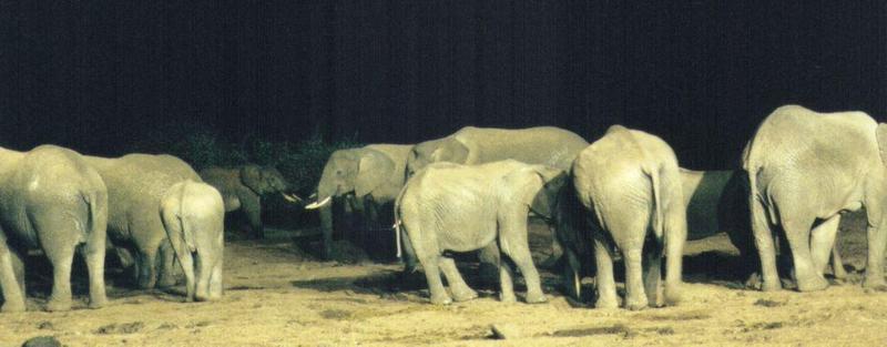 Dn-a0044-African Elephants at night-by Darren New.jpg