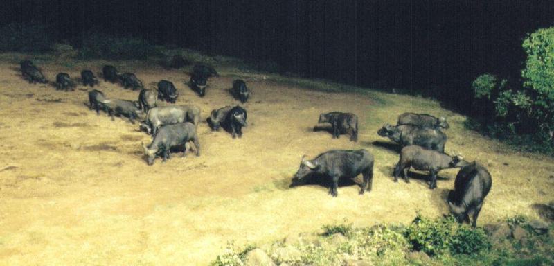 Dn-a0063-Cape Buffalos-by Darren New.jpg