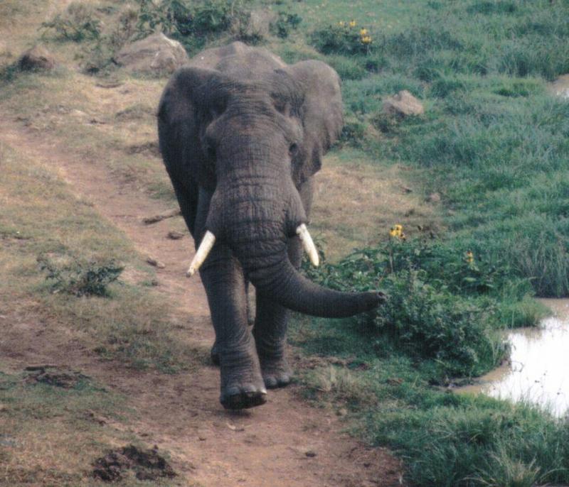 Dn-a0068-African Elephant-by Darren New.jpg