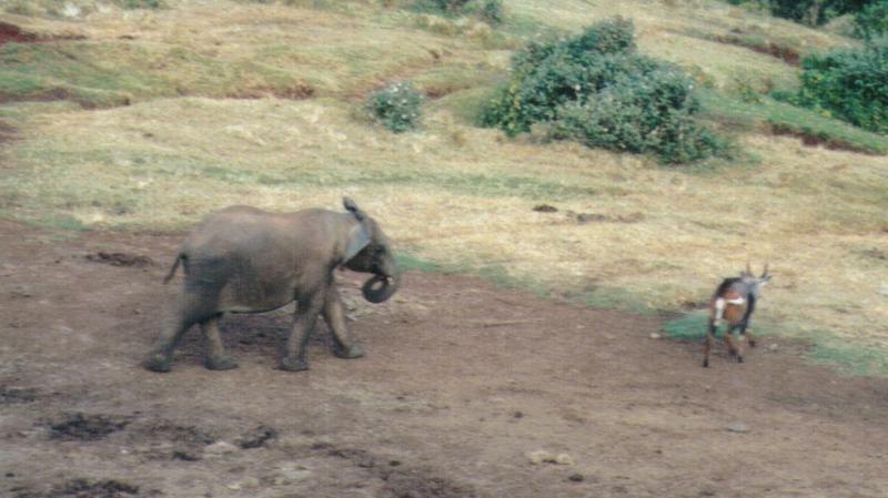 Dn-a0075-African Elephant and Sitatunga-by Darren New.jpg