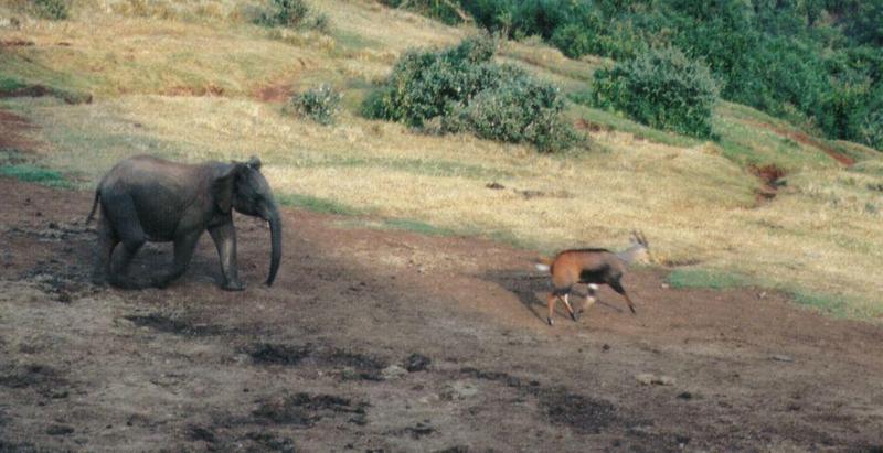 Dn-a0076-African Elephant and Sitatunga-by Darren New.jpg
