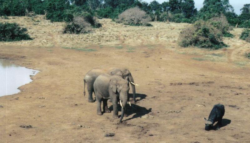 Dn-a0079-African Elephants and Cape Buffalo-by Darren New.jpg