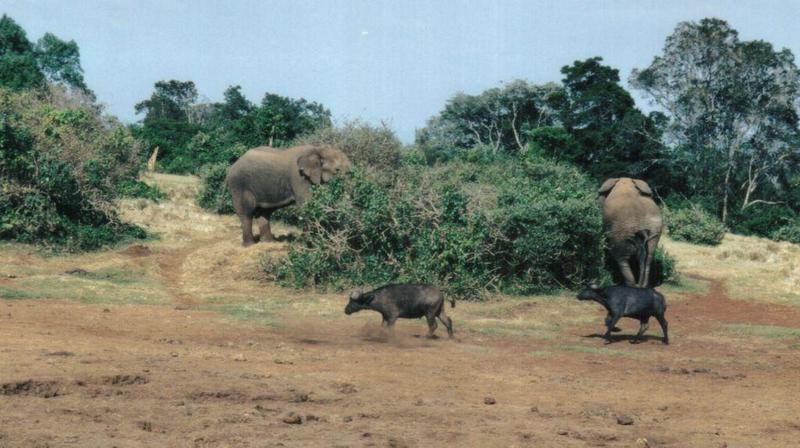 Dn-a0085-African Elephants and Cape Buffalos-by Darren New.jpg