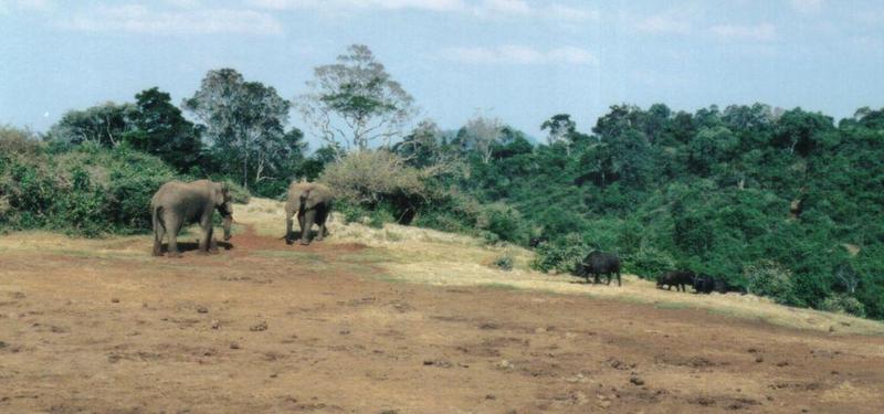 Dn-a0090-African Elephants and Cape Buffalos-by Darren New.jpg