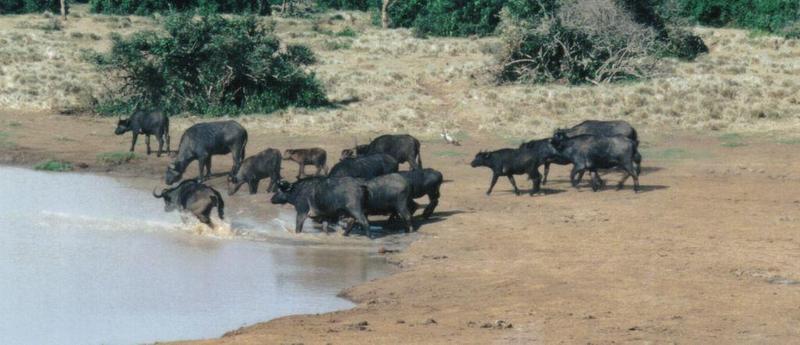 Dn-a0093-Cape Buffalos-by Darren New.jpg