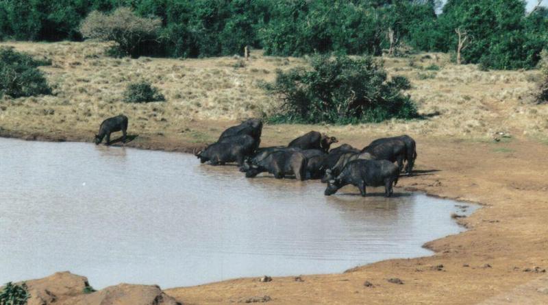 Dn-a0094-Cape Buffalos-by Darren New.jpg