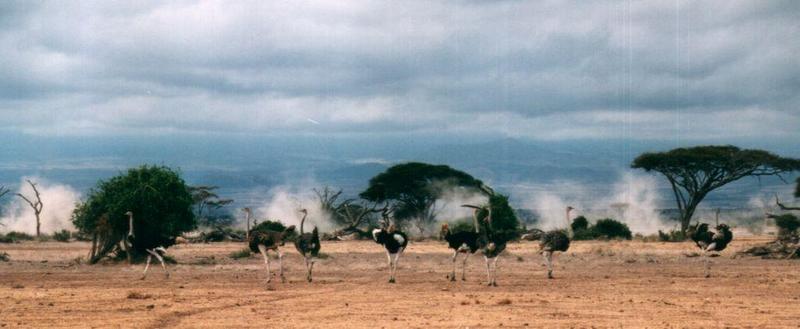 Dn-a0098-Ostriches-by Darren New.jpg