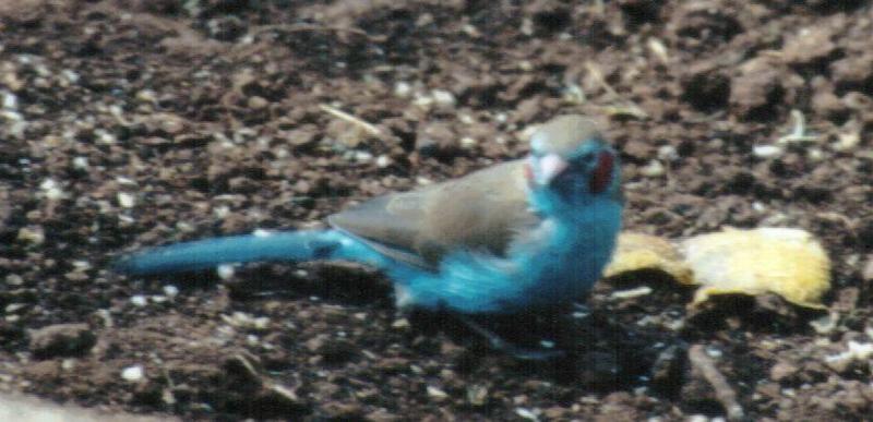 Dn-a0101-Unknown African Blue Bird-by Darren New.jpg