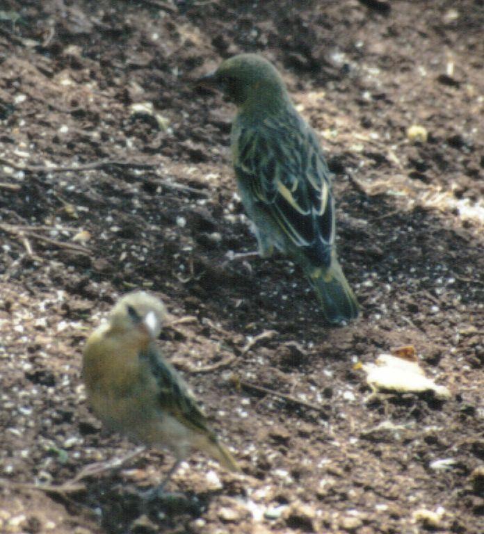 Dn-a0104-Unknown African Birds-by Darren New.jpg