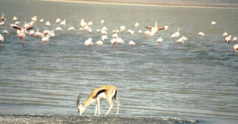 Dn-a0106-Slender-horned Gazelle and African Flamingos-by Darren New.jpg