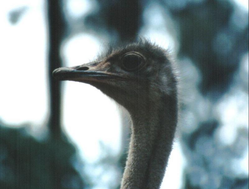 Dn-a0108-Ostrich Head-by Darren New.jpg