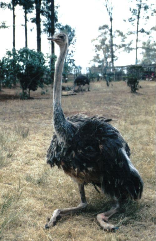 Dn-a0110-Ostrich-by Darren New.jpg