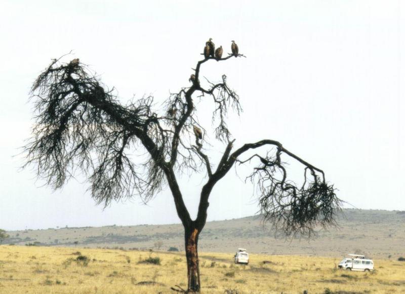 Dn-a0117-African Vultures-by Darren New.jpg
