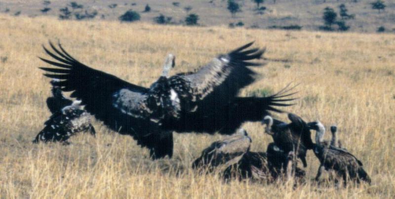 Dn-a0118-African Vultures-by Darren New.jpg