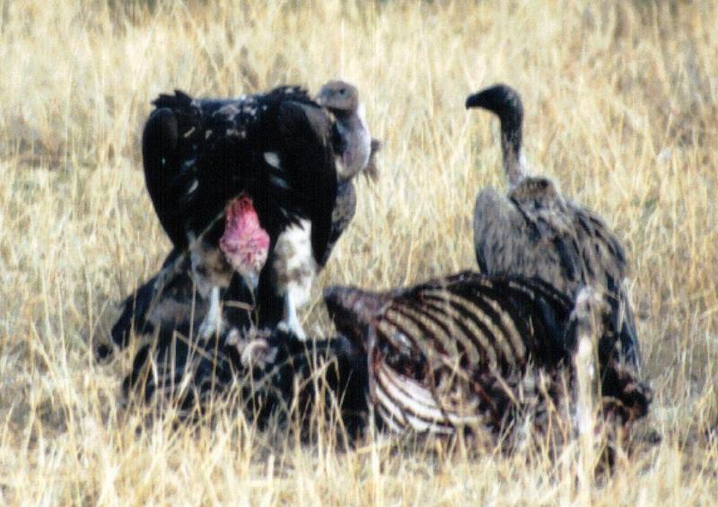 Dn-a0120-African Vultures-by Darren New.jpg