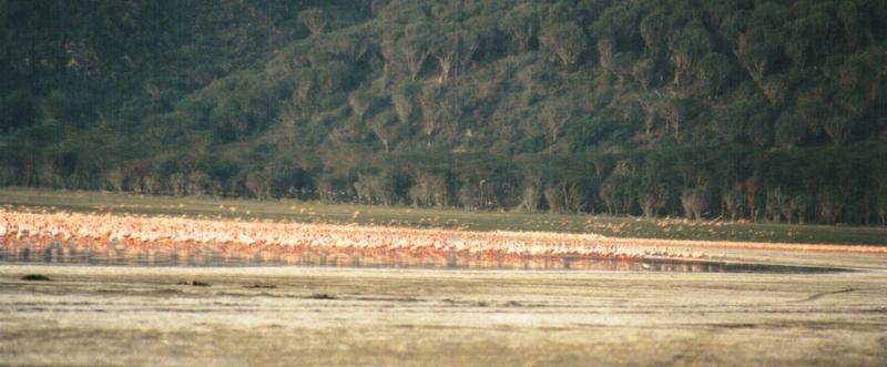 Dn-a0121-African Flamingos-by Darren New.jpg