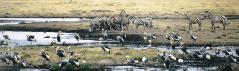 Dn-a0122-Gray Crowned Cranes and Zebras-by Darren New.jpg