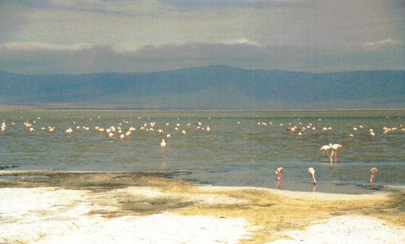 Dn-a0126-African Flamingos-by Darren New.jpg