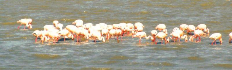 Dn-a0128-African Flamingos-by Darren New.jpg