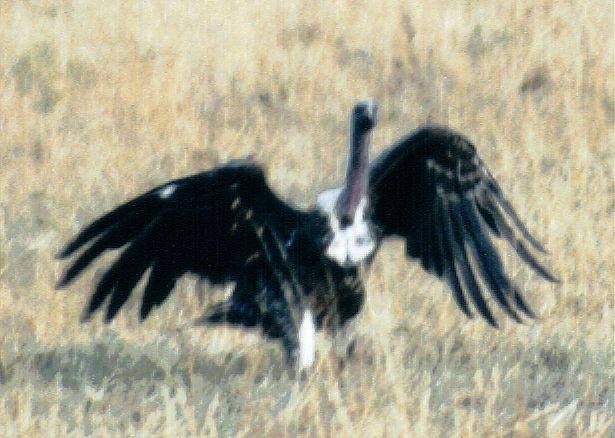 Dn-a0129-African Vulture-by Darren New.jpg