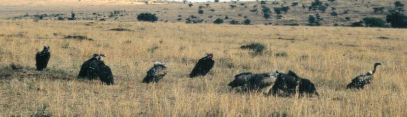 Dn-a0131-African Vultures-by Darren New.jpg