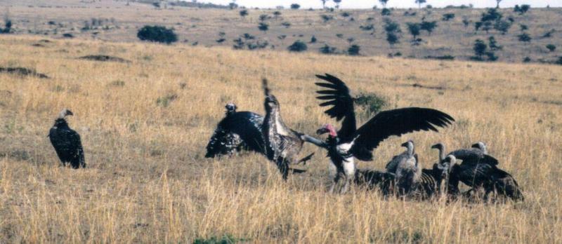 Dn-a0132-African Vultures-by Darren New.jpg