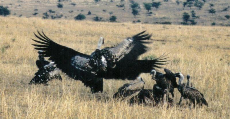 Dn-a0133-African Vultures-by Darren New.jpg