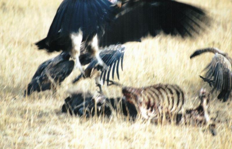 Dn-a0135-African Vultures-by Darren New.jpg