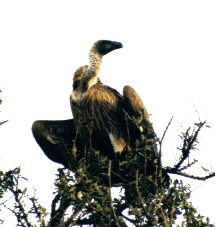 Dn-a0137-African Vulture-by Darren New.jpg