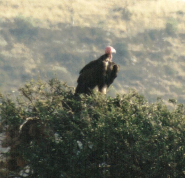 Dn-a0140-African Vulture-by Darren New.jpg