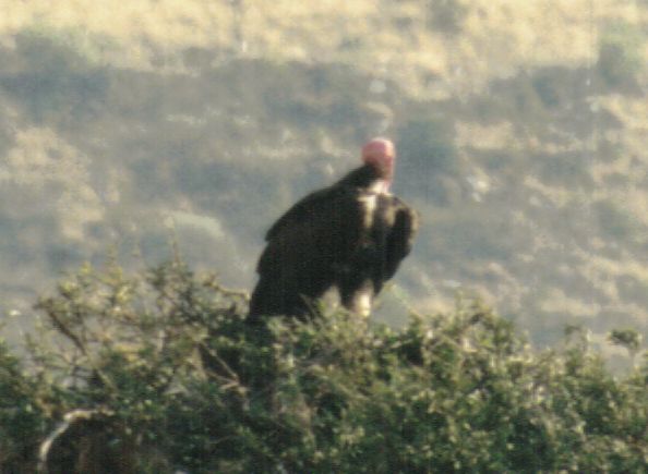 Dn-a0142-African Vulture-by Darren New.jpg