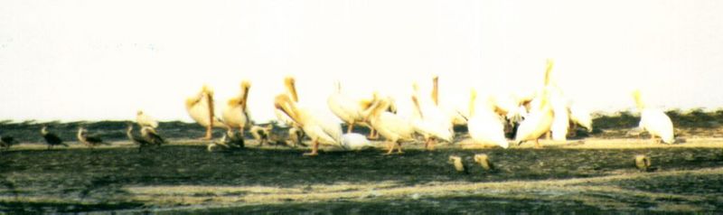 Dn-a0144-White Pelicans-by Darren New.jpg