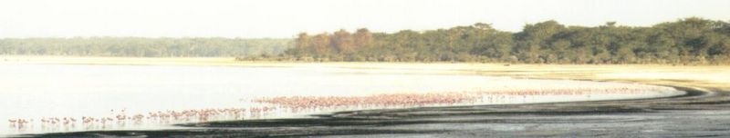 Dn-a0145-Flamingos-by Darren New.jpg
