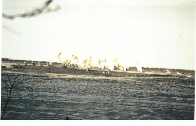 Dn-a0147-White Pelicans-by Darren New.jpg