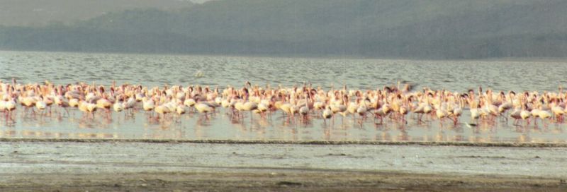 Dn-a0149-Flamingos-by Darren New.jpg