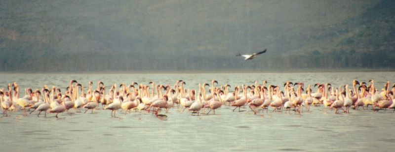 Dn-a0150-Flamingos-by Darren New.jpg