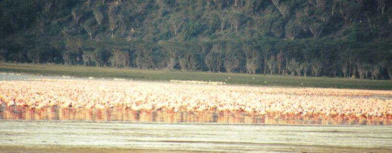 Dn-a0155-Flamingos-by Darren New.jpg