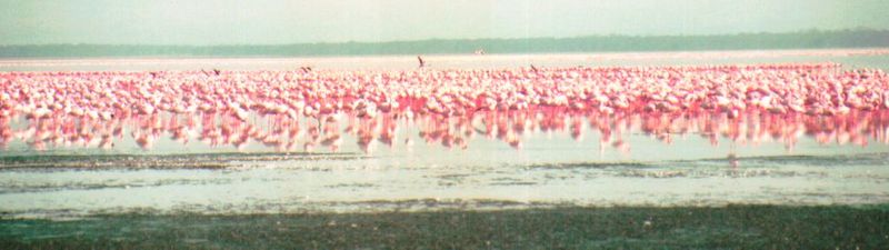 Dn-a0156-Flamingos-by Darren New.jpg