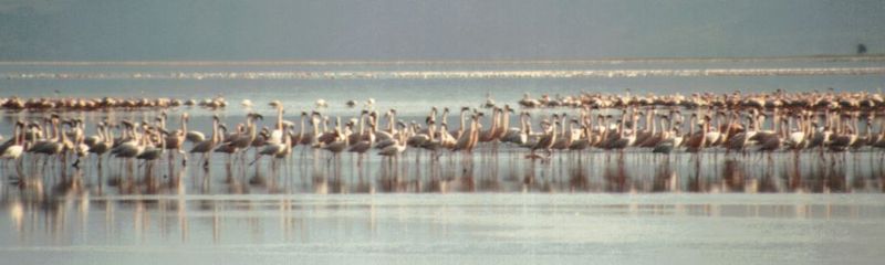Dn-a0158-Flamingos-by Darren New.jpg